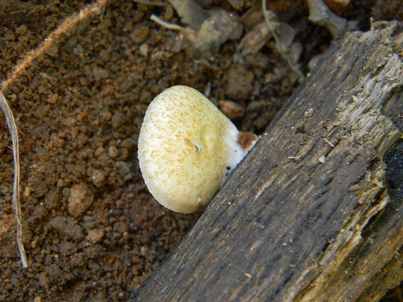 Altri ritrovamenti del 6.05.2011.bosco di Quercia