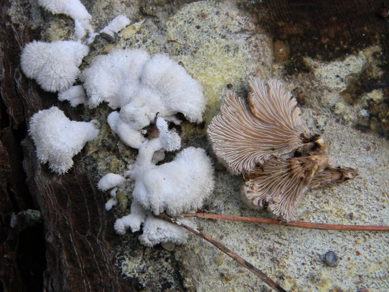 1)Ritrovamenti del 19.11.2011.sotto Leccio e Pino marino