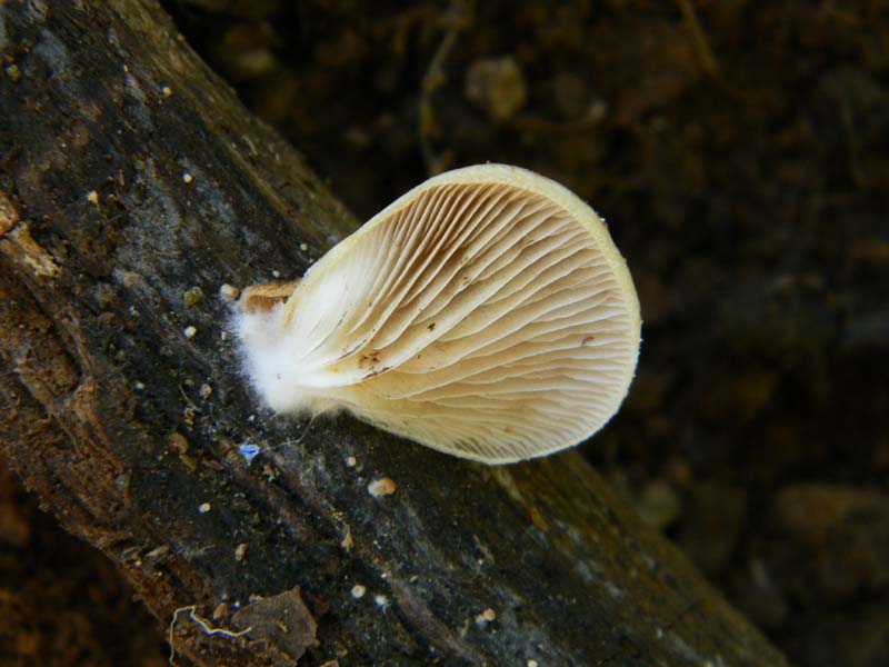 Altri ritrovamenti del 6.05.2011.bosco di Quercia
