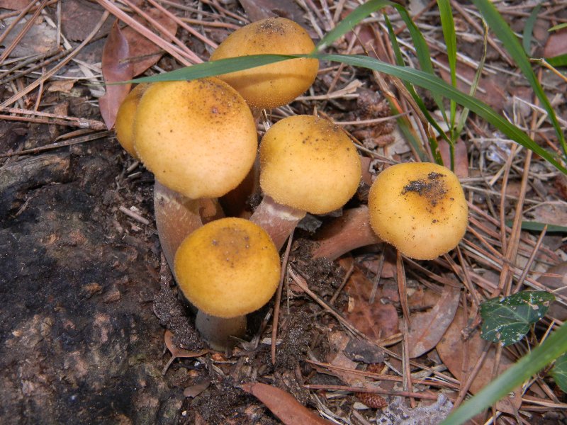 2)Ritrovamenti del 19.11.2011.sotto Leccio e Pino marino