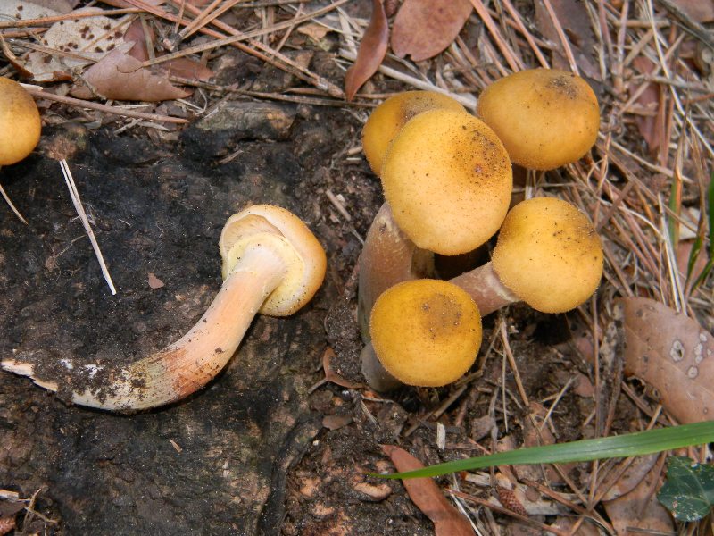 2)Ritrovamenti del 19.11.2011.sotto Leccio e Pino marino