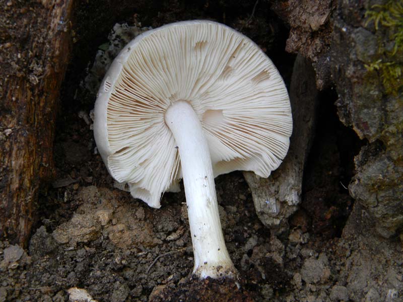 Altri ritrovamenti del 6.05.2011.bosco di Quercia