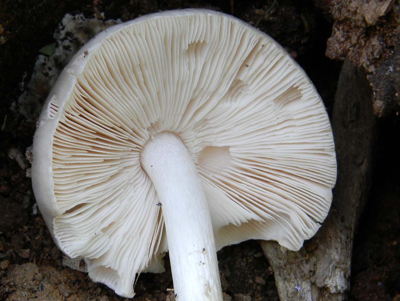 Altri ritrovamenti del 6.05.2011.bosco di Quercia