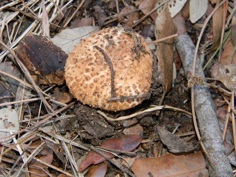 2)Ritrovamenti del 19.11.2011.sotto Leccio e Pino marino