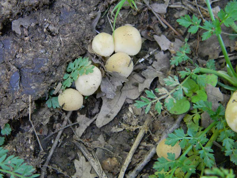 Altri ritrovamenti del 6.05.2011.bosco di Quercia