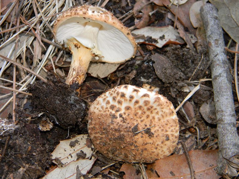 2)Ritrovamenti del 19.11.2011.sotto Leccio e Pino marino