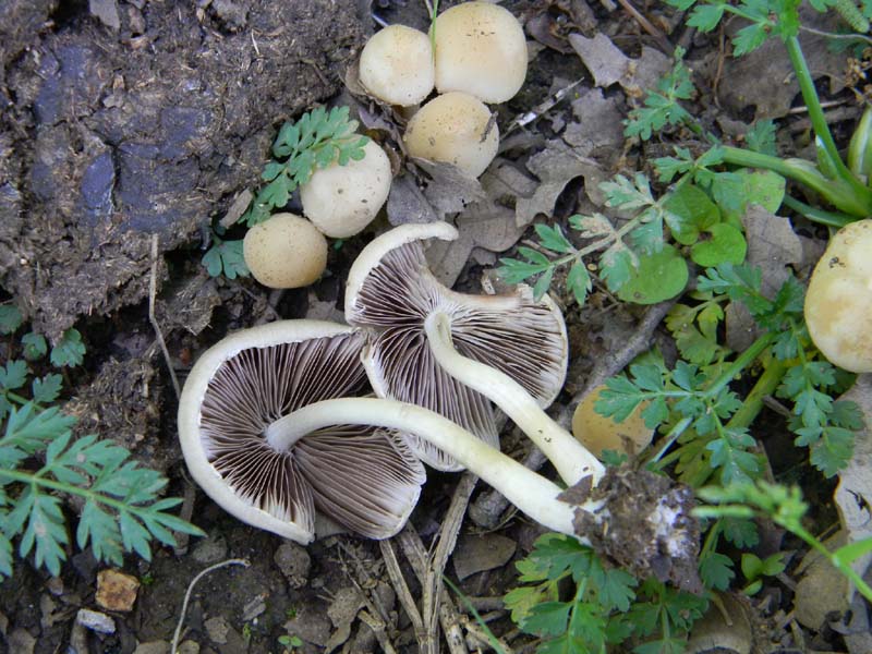 Altri ritrovamenti del 6.05.2011.bosco di Quercia