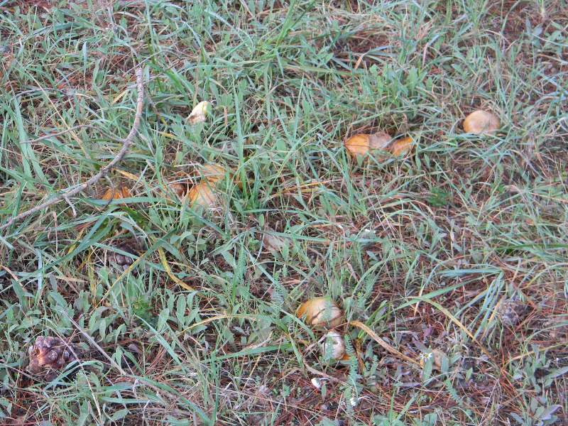 Ritrovamenti 19.11.2011. sotto Leccio e Pino marino