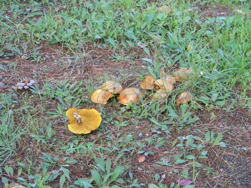 Ritrovamenti 19.11.2011. sotto Leccio e Pino marino