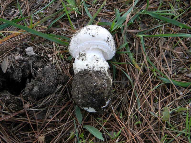 2)Ritrovamenti del 19.11.2011.sotto Leccio e Pino marino