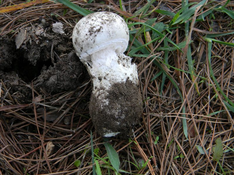 2)Ritrovamenti del 19.11.2011.sotto Leccio e Pino marino