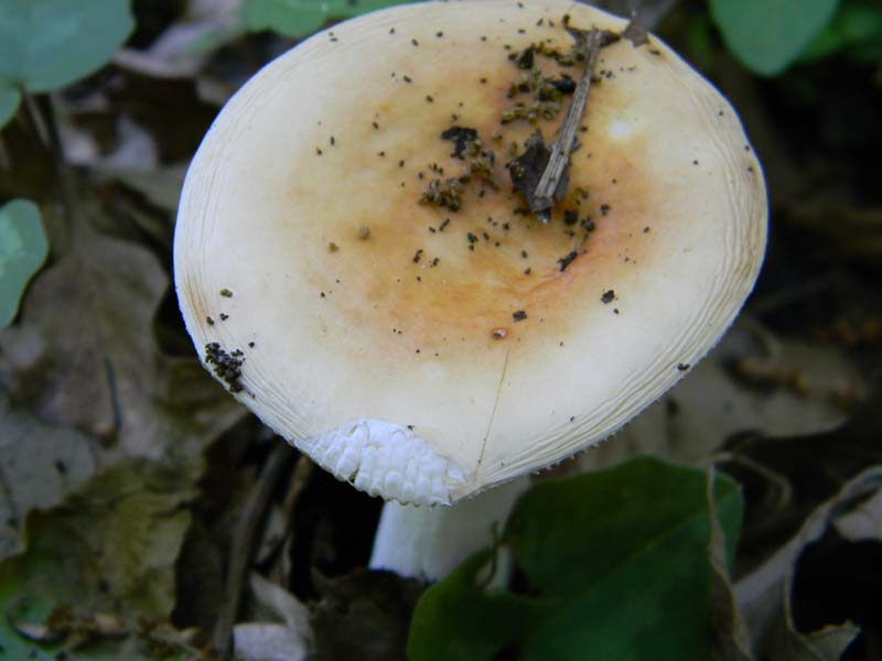 Altro gruppo di ritrovamenti del 6.05.2011sotto Quercia