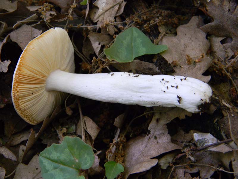 Altro gruppo di ritrovamenti del 6.05.2011sotto Quercia