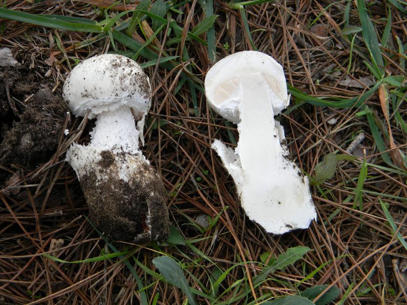 2)Ritrovamenti del 19.11.2011.sotto Leccio e Pino marino