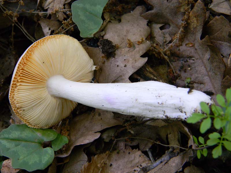 Altro gruppo di ritrovamenti del 6.05.2011sotto Quercia