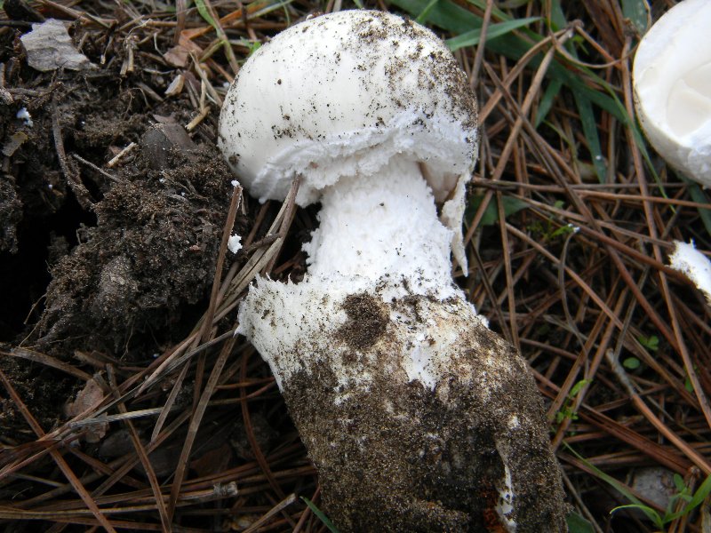 2)Ritrovamenti del 19.11.2011.sotto Leccio e Pino marino