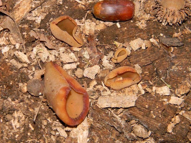 1) Fotografati il 22.11.2011. sotto Quercia