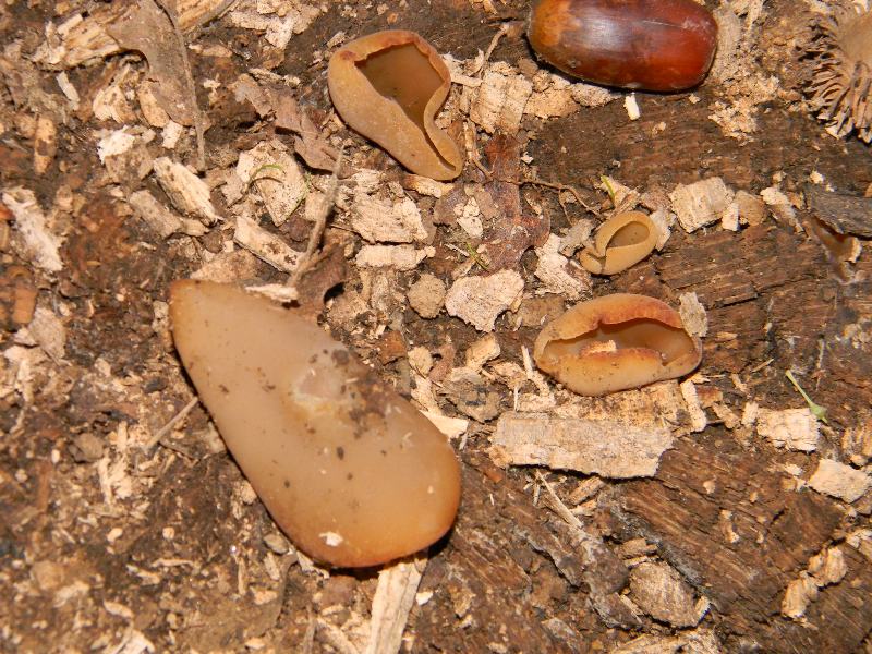 1) Fotografati il 22.11.2011. sotto Quercia