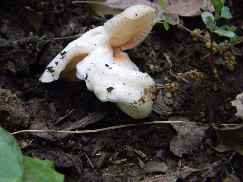 Altro gruppo di ritrovamenti del 6.05.2011sotto Quercia