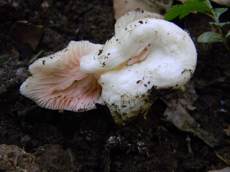 Altro gruppo di ritrovamenti del 6.05.2011sotto Quercia