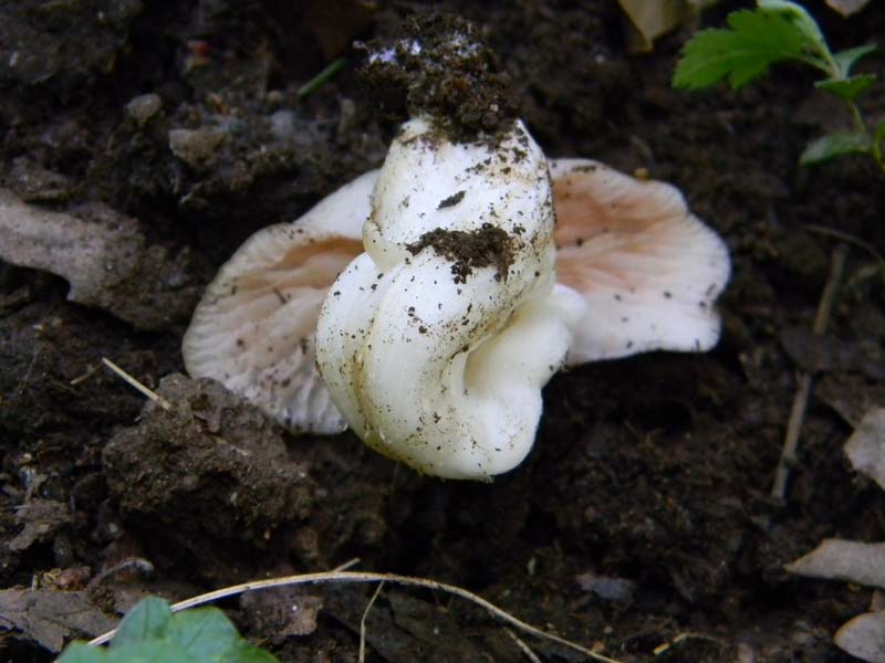Altro gruppo di ritrovamenti del 6.05.2011sotto Quercia