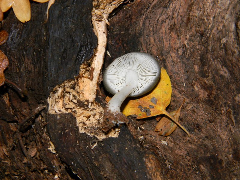 6)Ritrovamenti del 22.11.2011. sotto Quercia