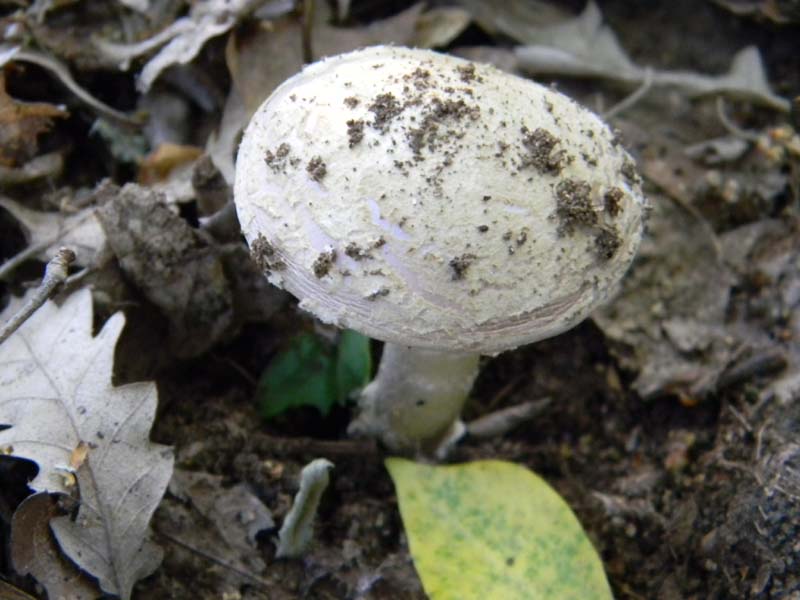 Amaniti fotog.il.10.05.2011.sotto Quercia