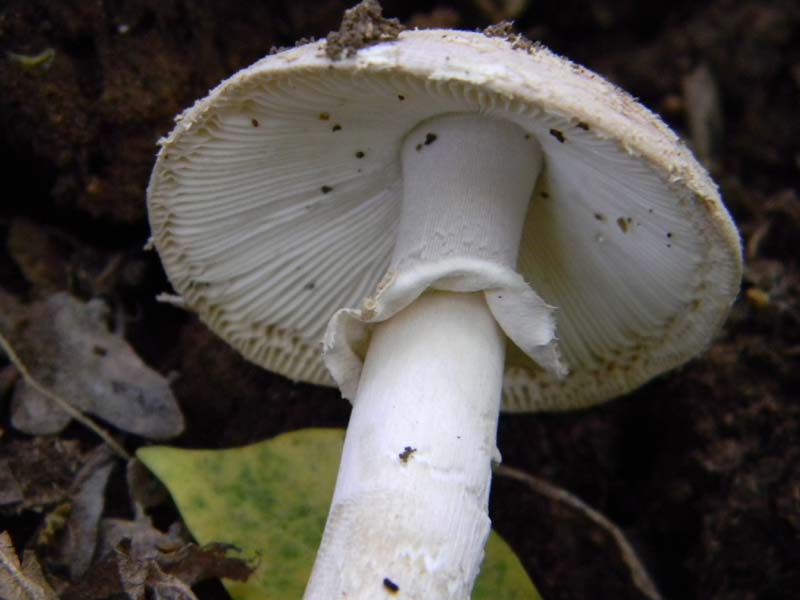 Amaniti fotog.il.10.05.2011.sotto Quercia