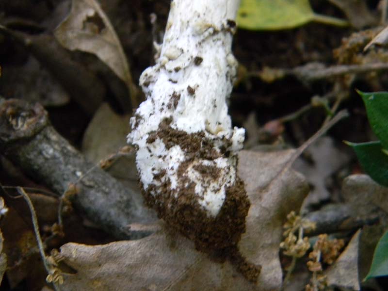 Amaniti fotog.il.10.05.2011.sotto Quercia