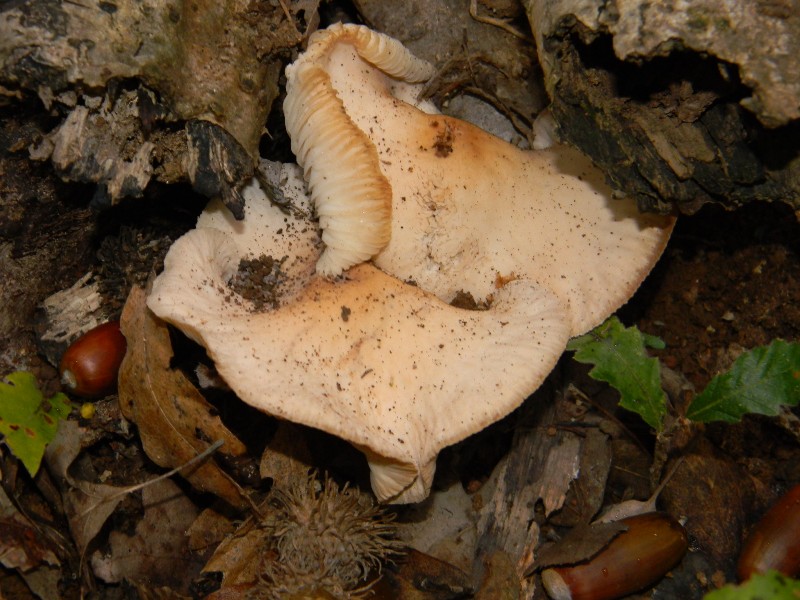 2)Ritrovamenti del 22.11.2011. sotto Quercia