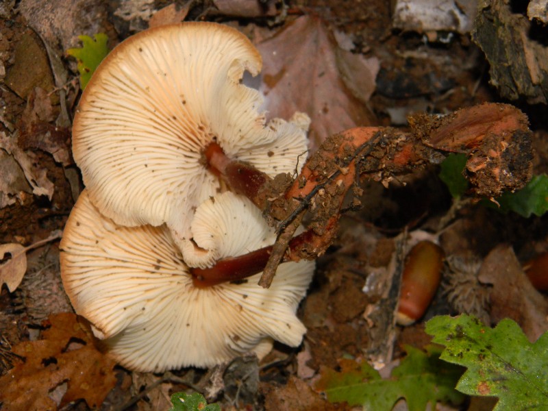 2)Ritrovamenti del 22.11.2011. sotto Quercia