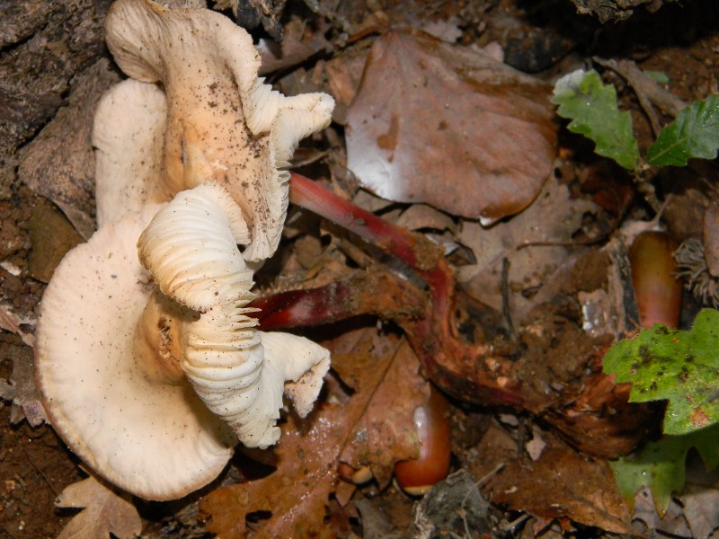 2)Ritrovamenti del 22.11.2011. sotto Quercia