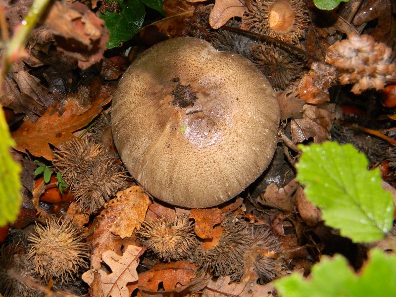 6)Ritrovamenti del 22.11.2011. sotto Quercia