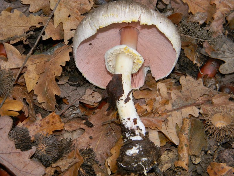 6)Ritrovamenti del 22.11.2011. sotto Quercia