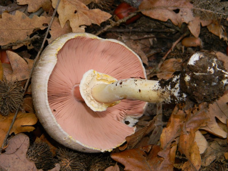 6)Ritrovamenti del 22.11.2011. sotto Quercia