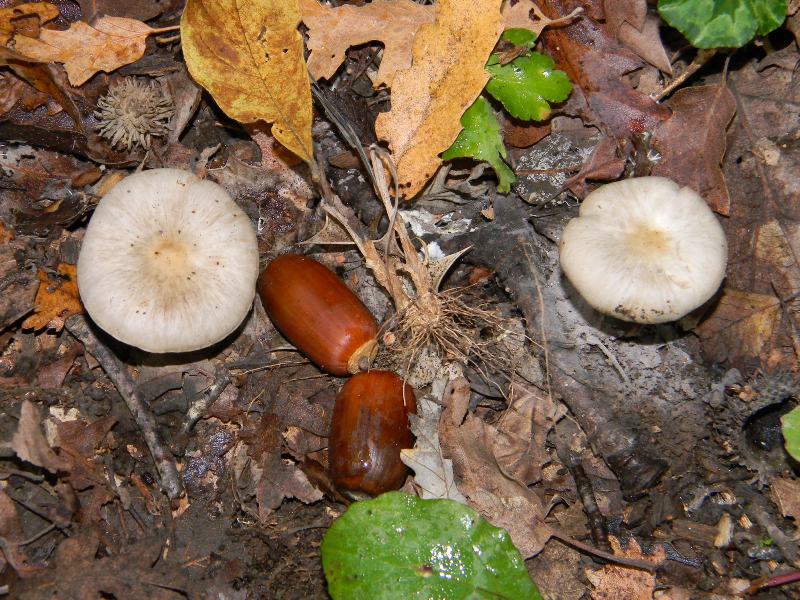 6)Ritrovamenti del 22.11.2011. sotto Quercia