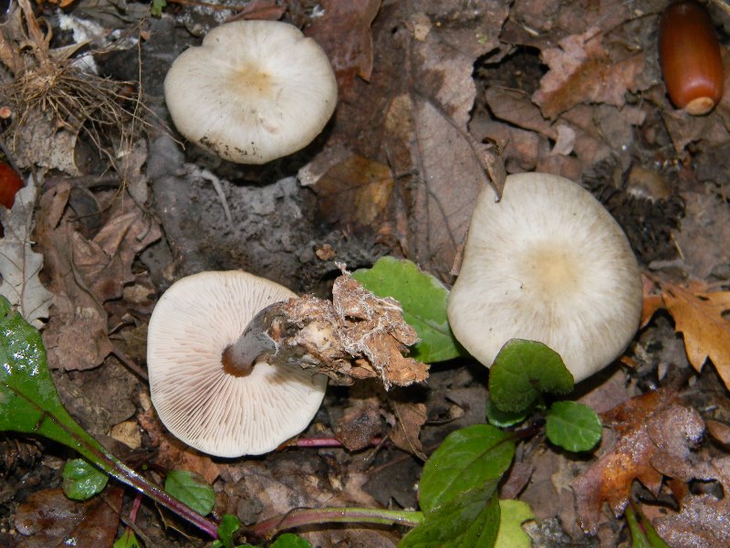 6)Ritrovamenti del 22.11.2011. sotto Quercia