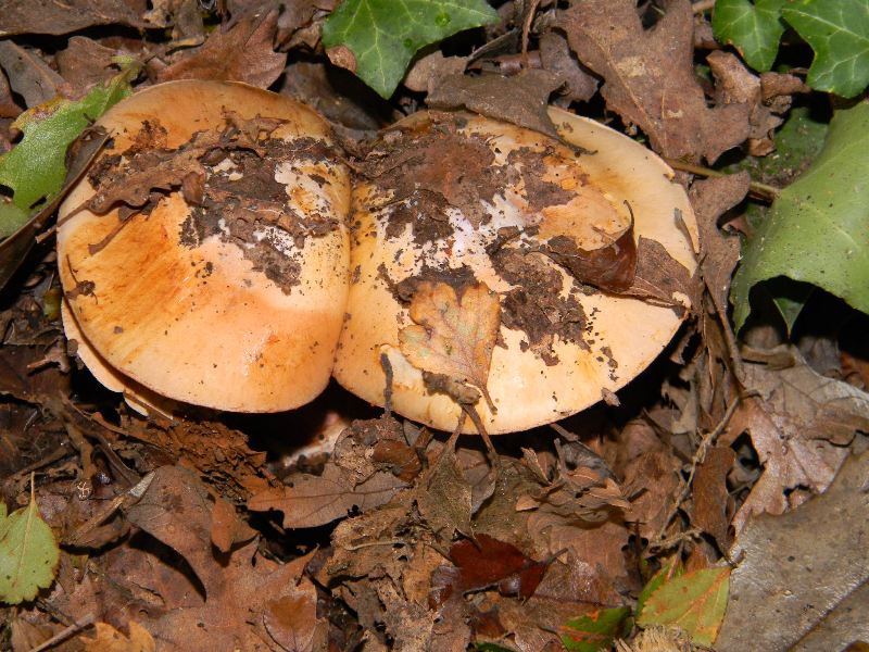 3) Fotografati il 22.11.2011. sotto Quercia