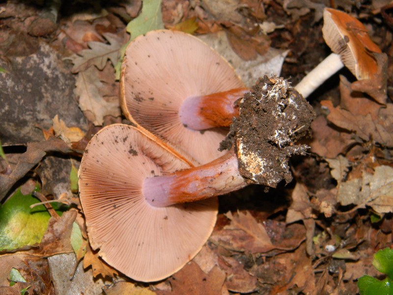 3) Fotografati il 22.11.2011. sotto Quercia