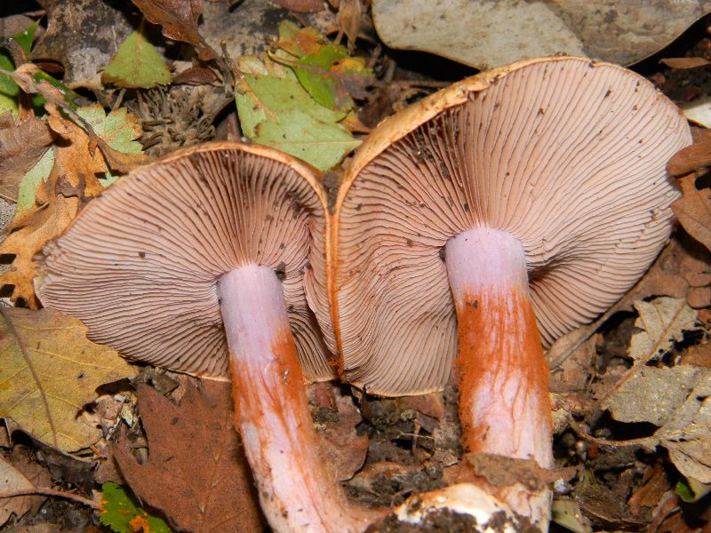 3) Fotografati il 22.11.2011. sotto Quercia