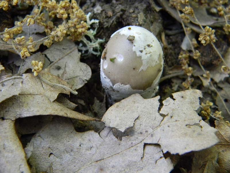 Amaniti fotog.il.10.05.2011.sotto Quercia