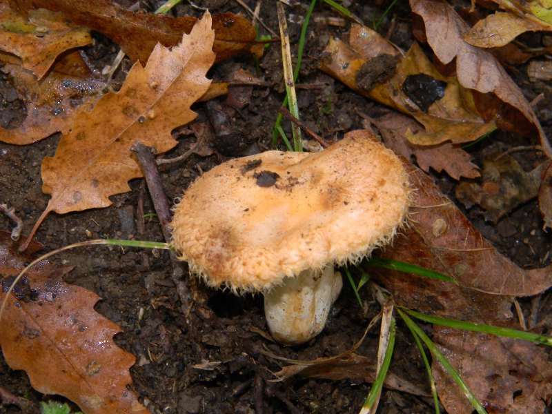 2)Ritrovamenti del 22.11.2011. sotto Quercia