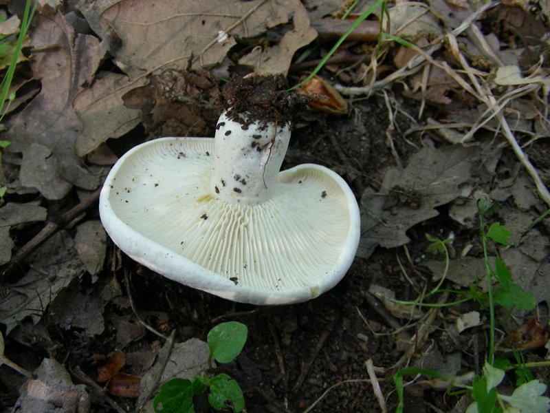 1) Fotografato il 19.06.2012. sotto Quercia