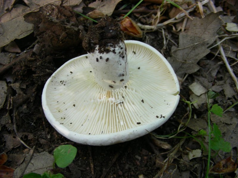 1) Fotografato il 19.06.2012. sotto Quercia