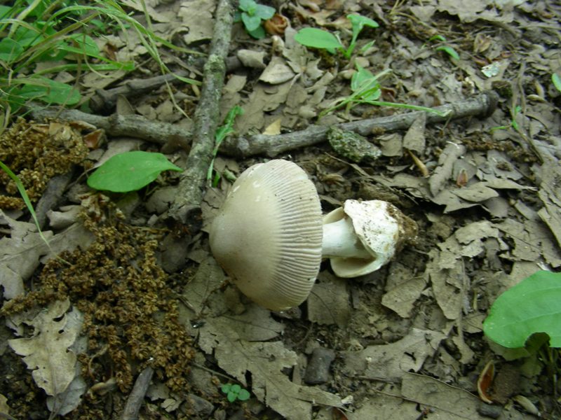 2) Fotografato il 19.06.2012. bosco di Quercia