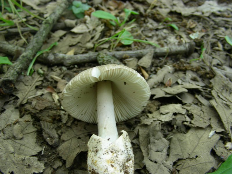 2) Fotografato il 19.06.2012. bosco di Quercia