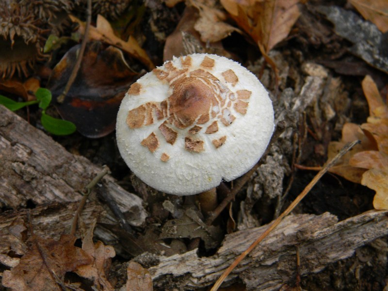 2)Ritrovamenti del 22.11.2011. sotto Quercia