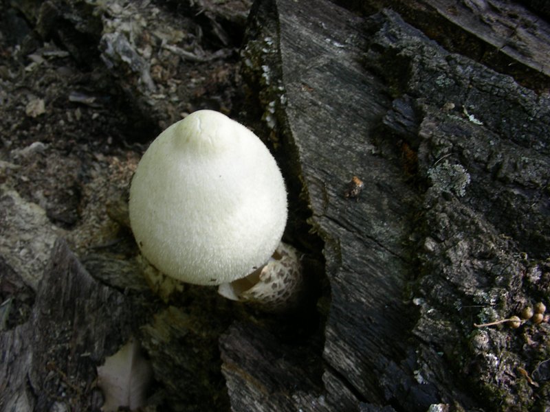 3) Fotografata il 19.06.2012. su tronco di Quercia