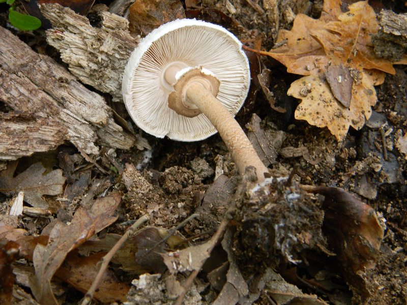 2)Ritrovamenti del 22.11.2011. sotto Quercia