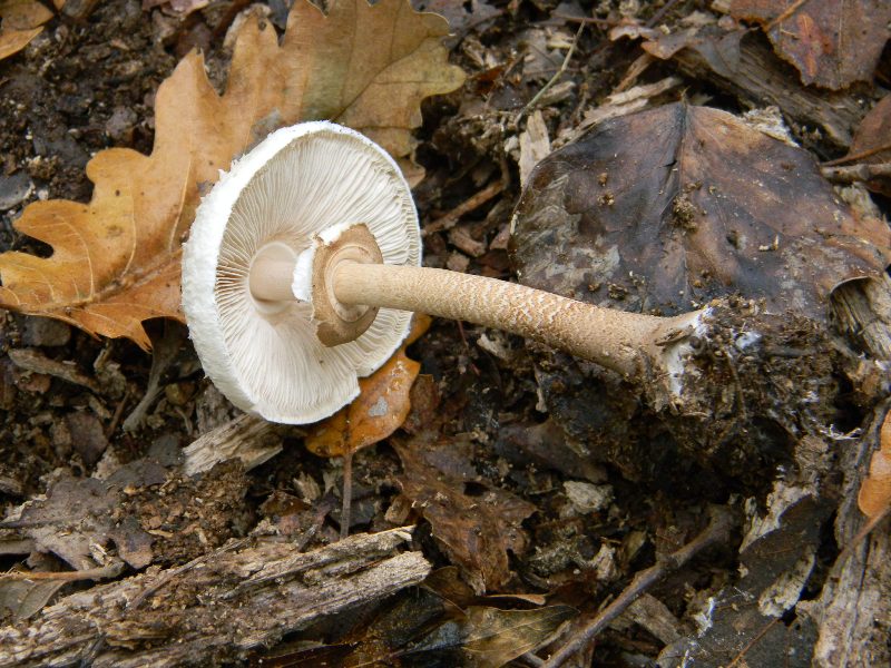 2)Ritrovamenti del 22.11.2011. sotto Quercia